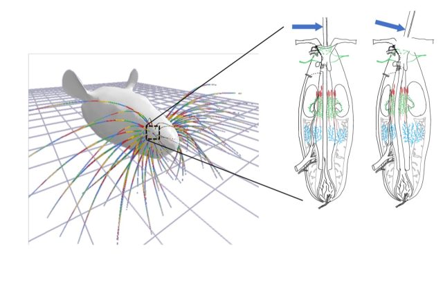 Mechanics are the key to the tactile feel of a mustache.  When a mustache is deflected, its deformation profile in the follicle determines the activity of different groups of mechanoreceptors.