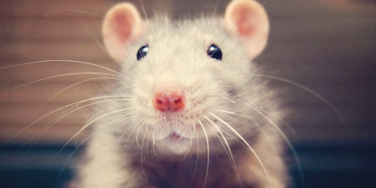 The secret to a rat's sense of touch? It's all in how the whiskers bend