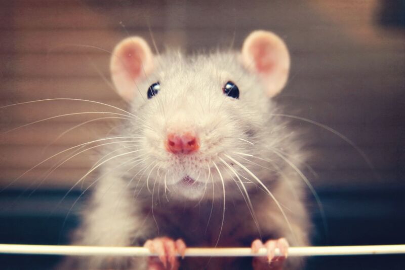 Adorable face photograph of a lab rat.