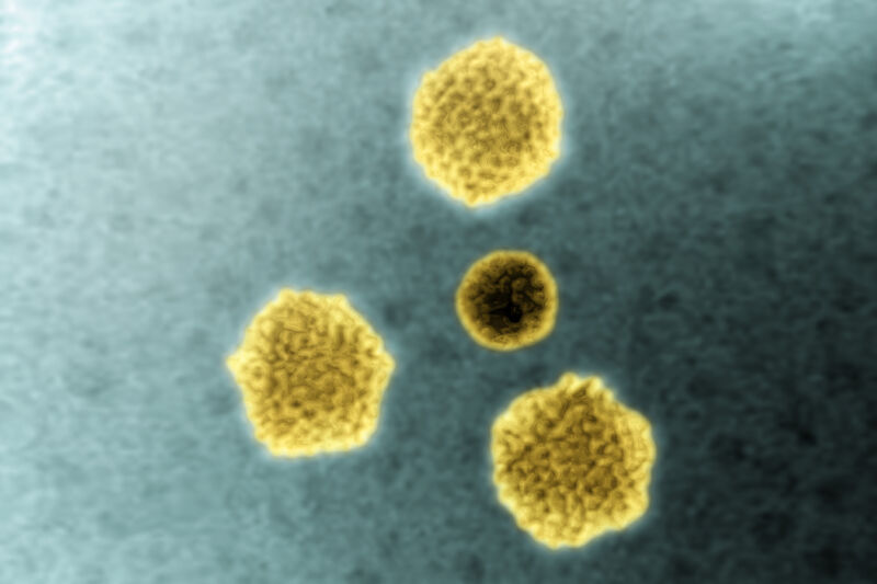 Adenoviruses seen via transmission electron microscopy.