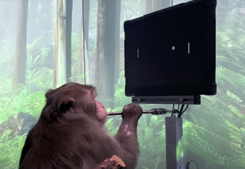 Pager, a nine-year-old macaque, plays MindPong with his Neuralink.