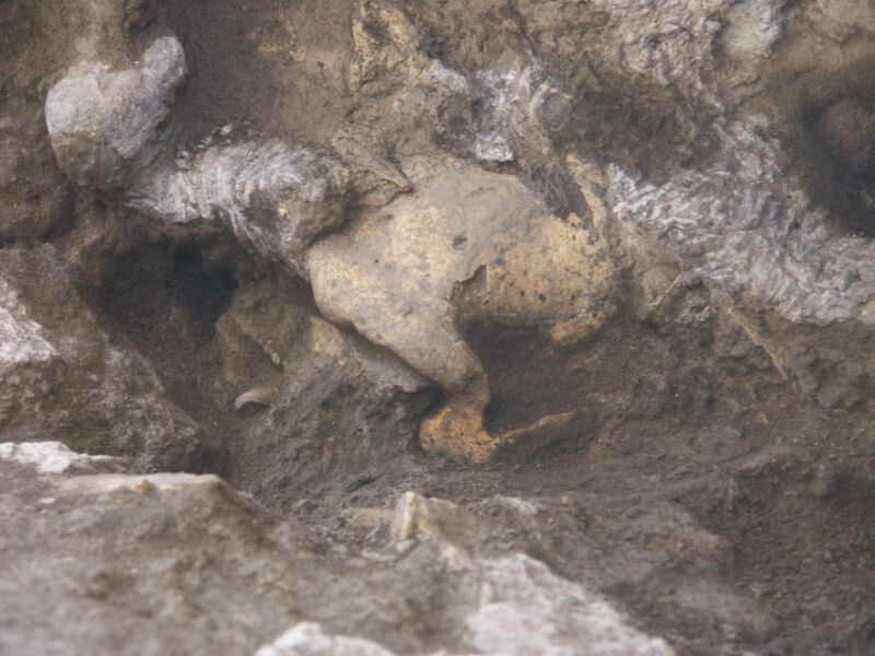 Skull_in_dmanisi_archaeological_site-800