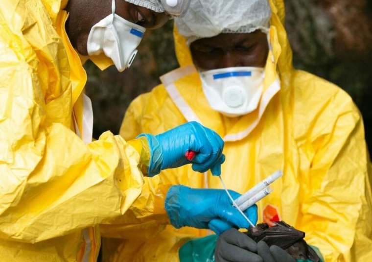 Researchers with Franceville interdisciplinary Medical Research Centre (CIRMF, Centre Interdisciplinaire Medical de Recherches de Franceville) collect samples from a bat on November 25, 2020 inside a cave in the Zadie region in Gabon.