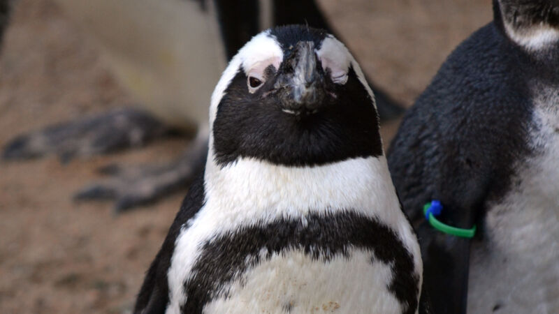 A penguin stares menacingly at us.