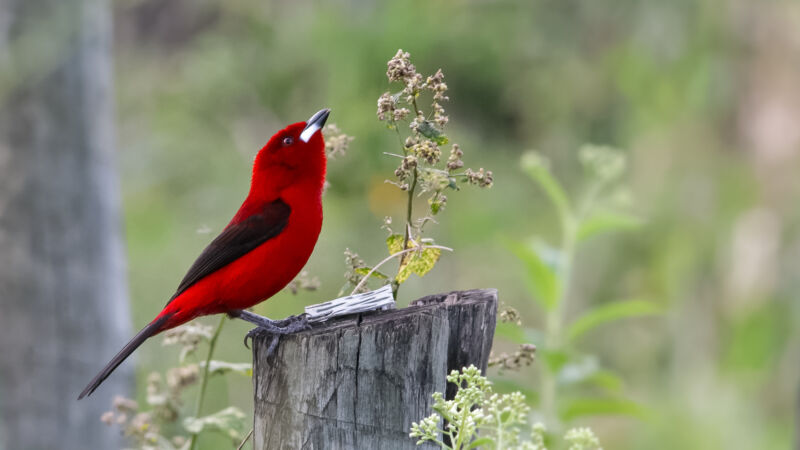 A Brazilian tanager (<em>Ramphocelus bresilius</em>) with his cheating red feathers looking up at the sky.