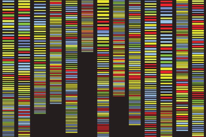 Genes are represented in multiple columns filled with differently colored lines.