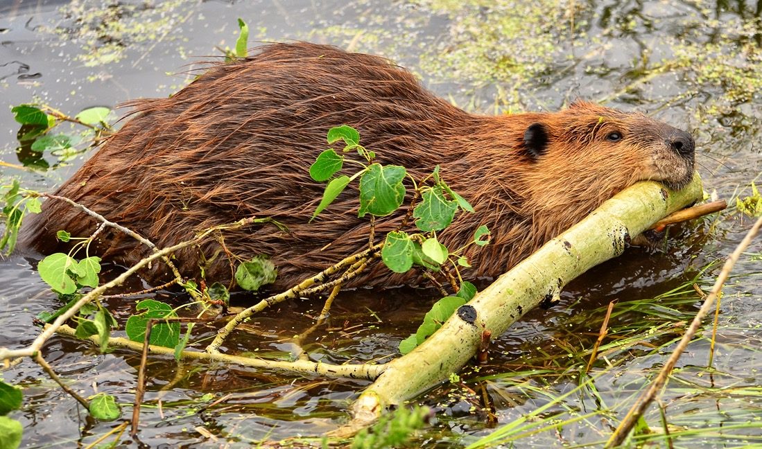 Cable-chewing beavers take out town’s Internet in “uniquely Canadian ...