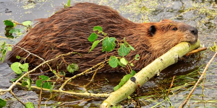 Cable-chewing beavers take out town’s Internet in “uniquely Canadian” outage