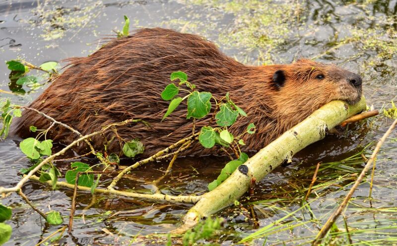 Un castor en aguas poco profundas, masticando una rama.