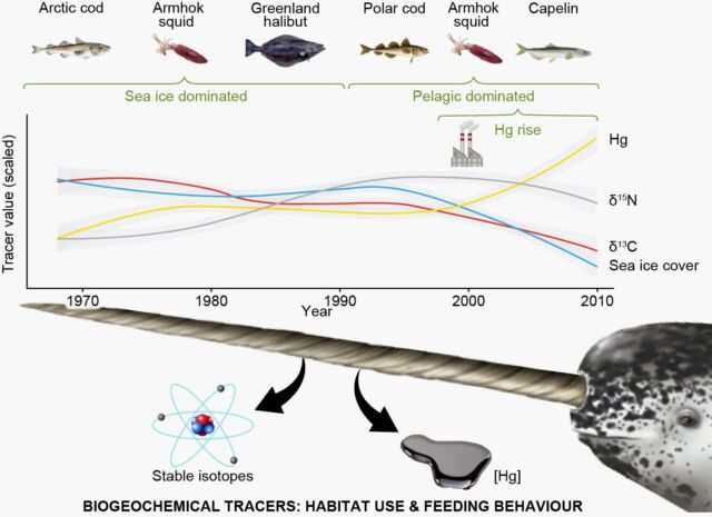 Da das Meereis abgenommen hat, haben Narwale ihre Ernährung umgestellt. Gleichzeitig sind die Quecksilberwerte (Hg) gestiegen.