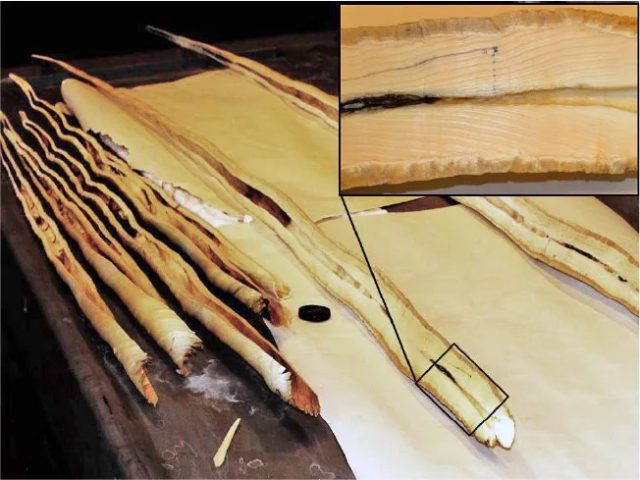 A cross section of the narwhal ivory showing the layers of material.