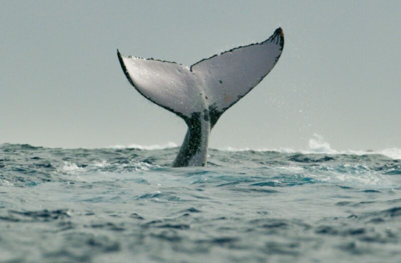 humpback whale's tail sticking out of water