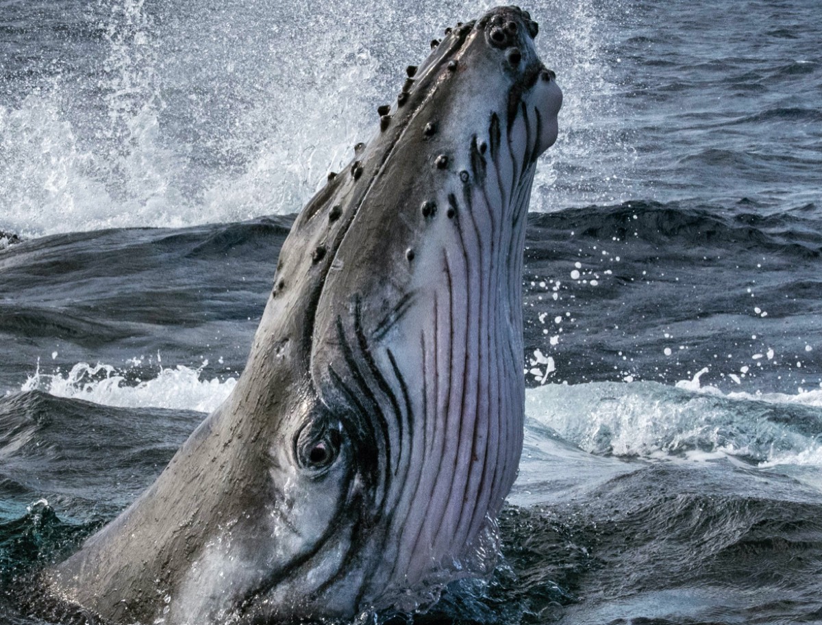 Secrets of the Whales explores language, social structure of giants of the  deep - Ars Technica