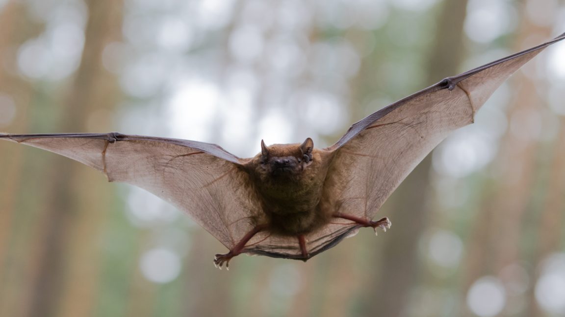 Researchers raise bats in helium-rich air to check how they sense sound ...