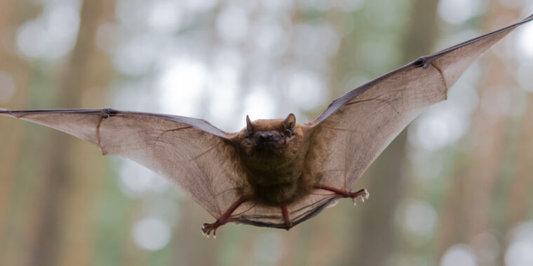 研究者は、ヘリウムが豊富な空気でバットを育て音を検出する方法を確認します