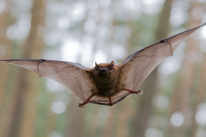 Image of a bat in flight