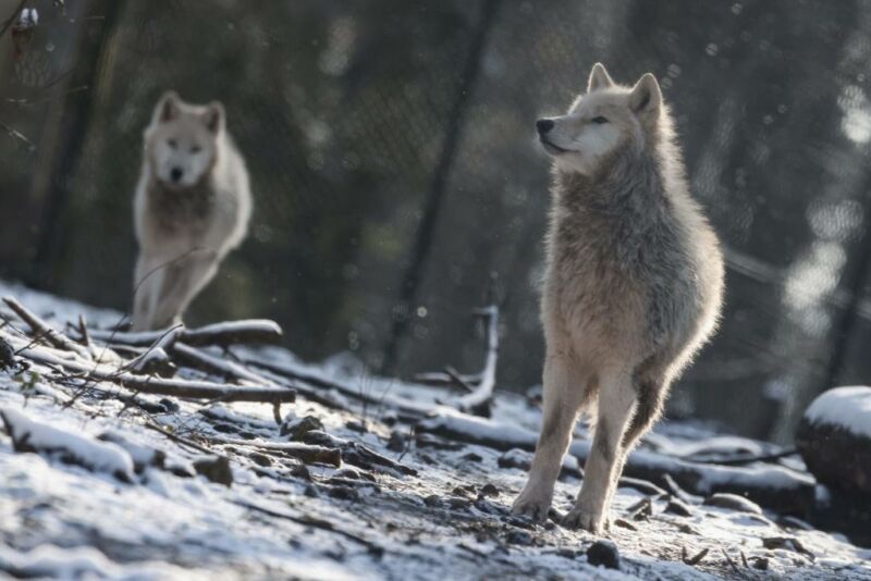 Image Of Two Wolves.