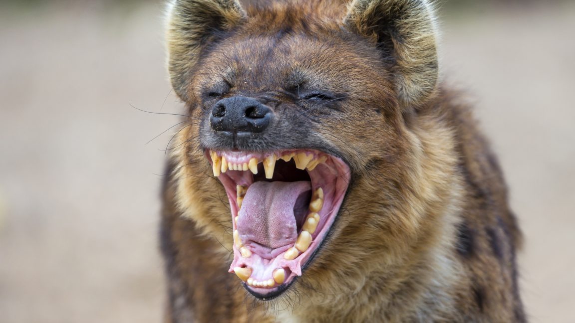From apes to birds, there are 65 animal species that “laugh” - Ars Technica