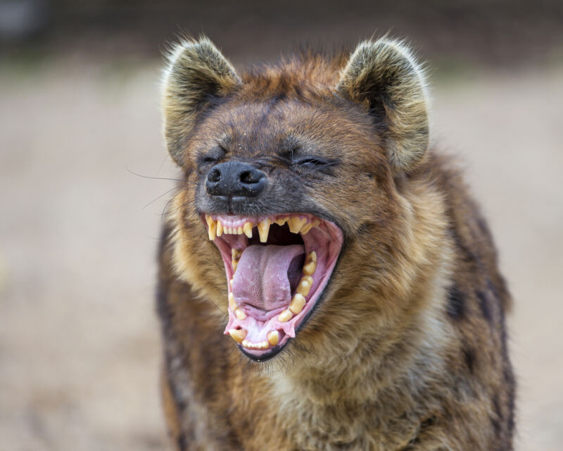 The stuff we call "laughter" from hyenas? It