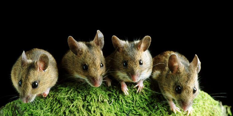 some-reproducibility-problems-may-just-come-down-to-the-mice