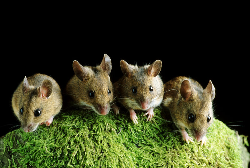 Study of reproducibility issues points finger at the mice | Ars Technica