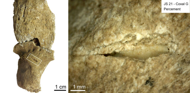 Projectile impact mark with a stone flake still embedded in the bone, 13,000 years later.