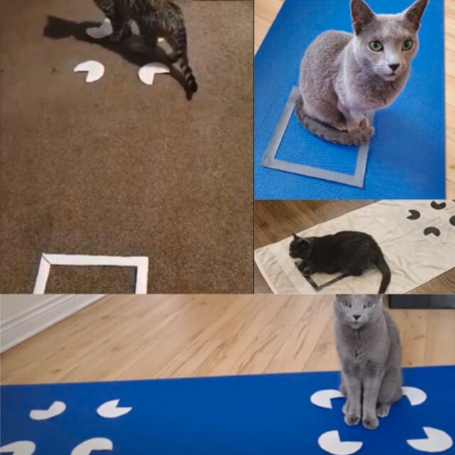 Why cats love to sit on squares
