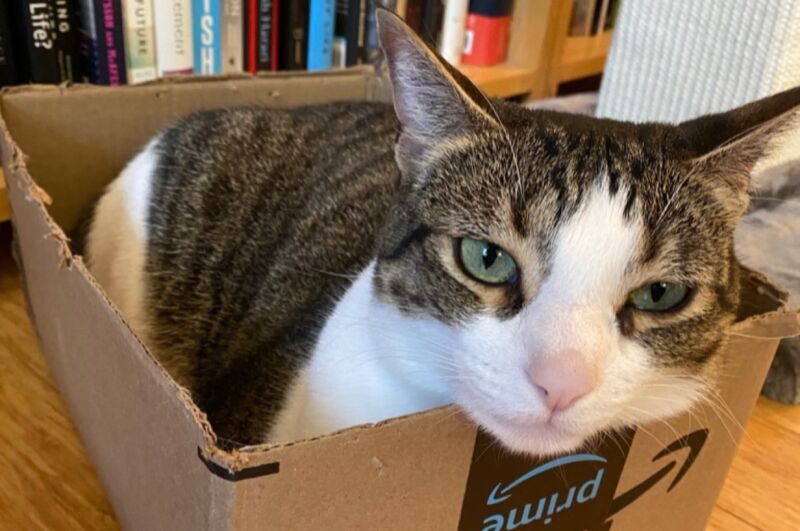 What cats’ love of boxes and squares can tell us about their visual ...