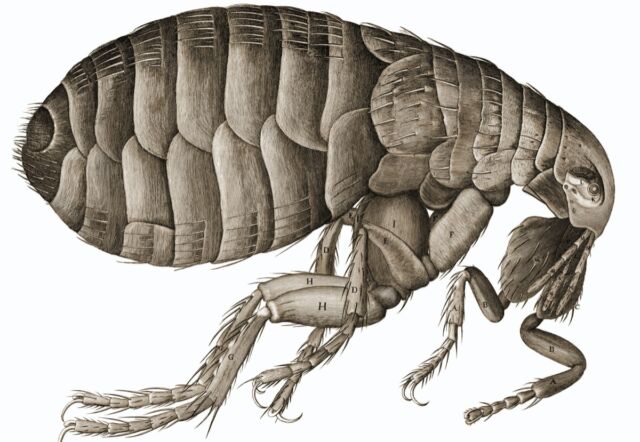 Robert Hooke's famous drawing of a flea, viewed through a microscope.