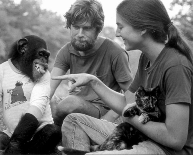 Nim Chimpsky and two of his human instructors in this still image from the HBO documentary <em>Project Nim</em>.