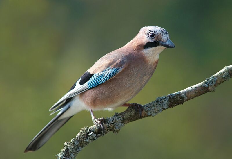 A Eurasian jay takes a skeptical view of magic.