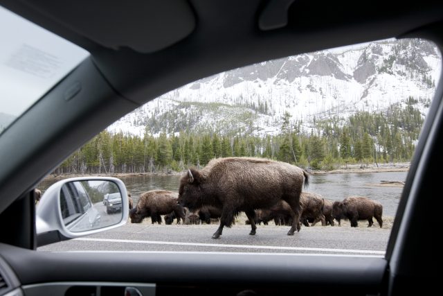 Yellowstone National Park, View through window driving past herd of Bison walking along the road in the snow.