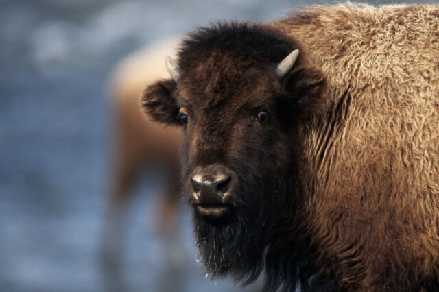 An American Bison stands on the South Dakota plain. The Bison once neared extinction, but protective measures have increased the animals' numbers.