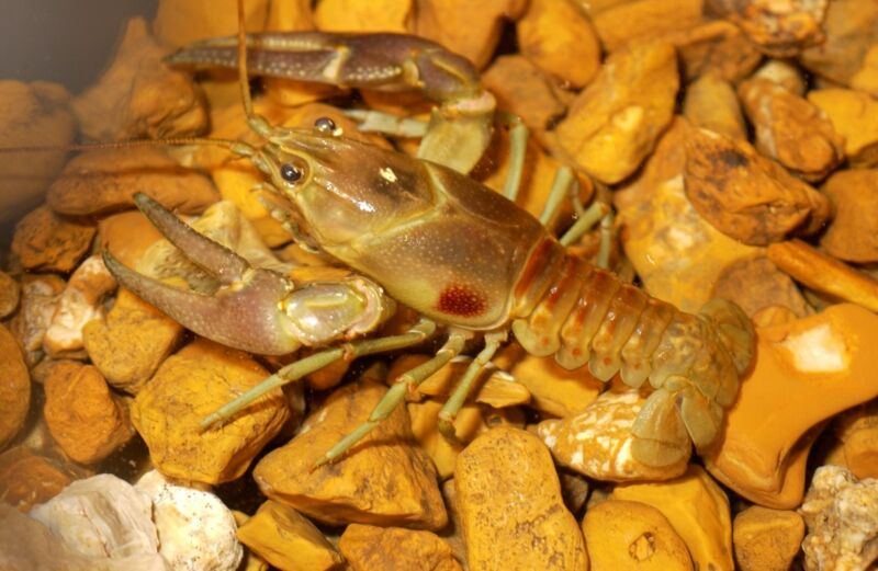 Image of a crayfish crawling.