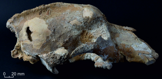 The hole in the parietal bone (left side of photo) matches the cross-section of stone projectile points also found in the cave.