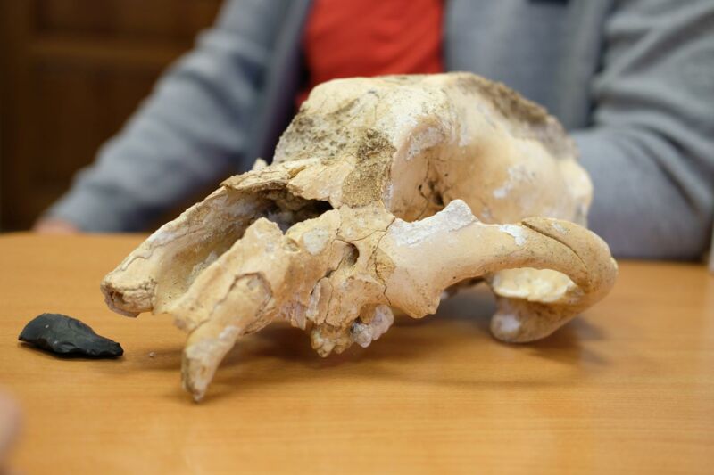 Someone stabbed a cave bear in the head with a spear 35,000 years ago