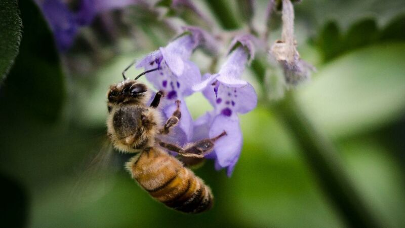 Solar farms could double as pollinator food supplies
