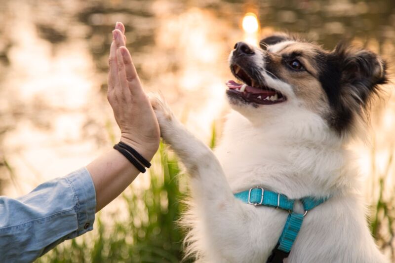 Gimme five! New University of Arizona study finds puppies are wired to communicate with people. 