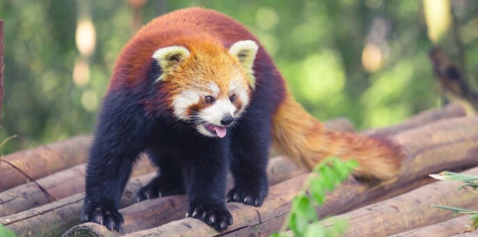 The red panda of the Internet just keeps getting better.