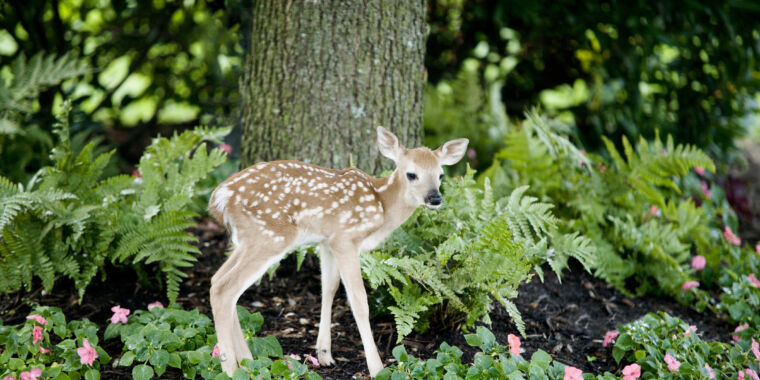 Over half the deer in Michigan seem to have been exposed to SARS-CoV-2 - Ars Technica