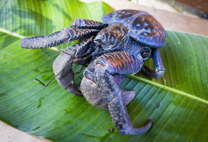 Image of a giant crab on a leaf.
