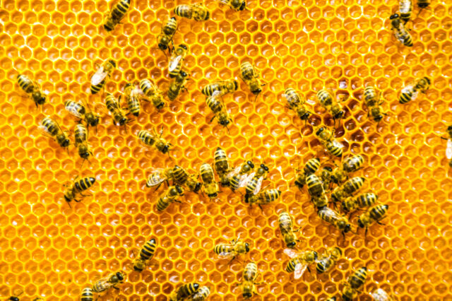 How much do honeycomb cells tilt? - Honey Bee Suite