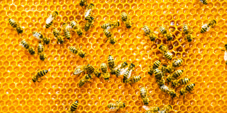 Hợp nhất, xoắn và ngũ giác: hình học tổ ong