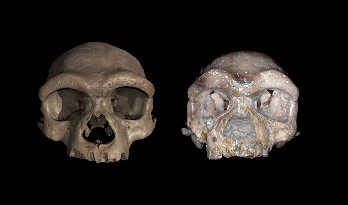 Two early-human skulls against a black background.