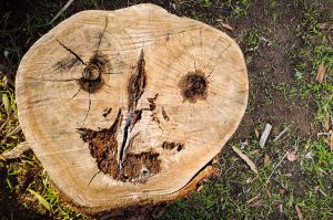 Tree stump with a pattern resembling a grotesque face.