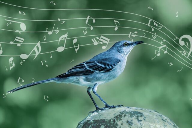 Technology The mockingbird employs musical techniques similar to those of humans.