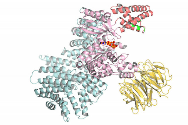 Diagrama de modelos de cintas de proteínas.