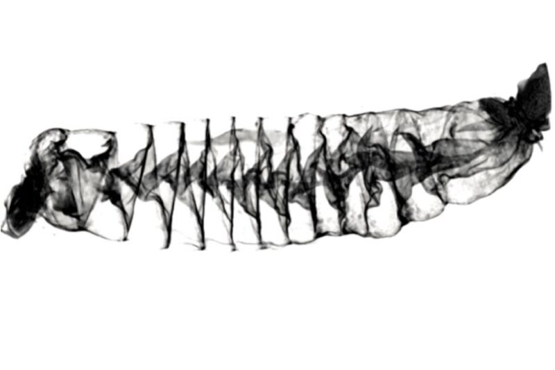 A CT scan image of the spiral intestine of a Pacific spiny dogfish shark (<em>Squalus suckleyi</em>). The beginning of the intestine is on the left, and the end is on the right.