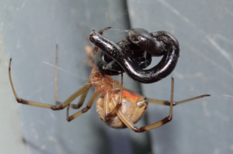 A brown widow spider feeding on a Brahminy blindsnake in a garden house in Zaachila, Oaxaca, Mexico.