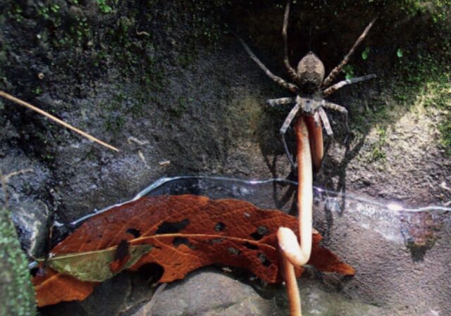 giant spider eating snake